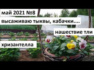 Май 2021 серия №8. Высаживаю кабачки и тыквы. Нашествие тли и......