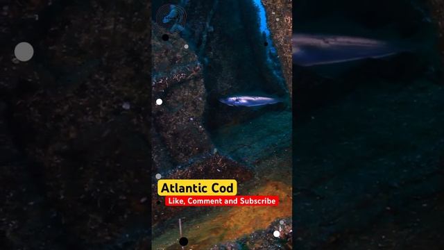 Atlantic Cod: A Delicious And Popular Fish! смотреть онлайн