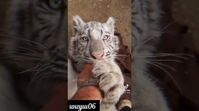 белый тигр смотреть онлайн