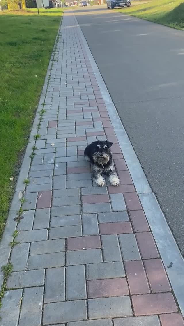 Дрессировка#цвергшнауцер смотреть онлайн