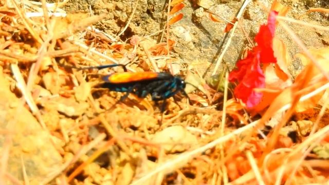 Avispas Caza Tarántulas. Parque Colosio Oaxaca, Nikon coolpix p900 смотреть онлайн