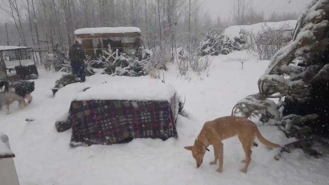 09.03.23. вторая часть. переселение воронов. смотреть онлайн