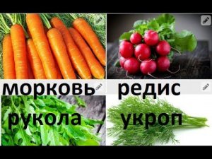 Как посадить морковь, редис, петрушку ,руколу, укроп, горох спаржевый в природном земледелии.