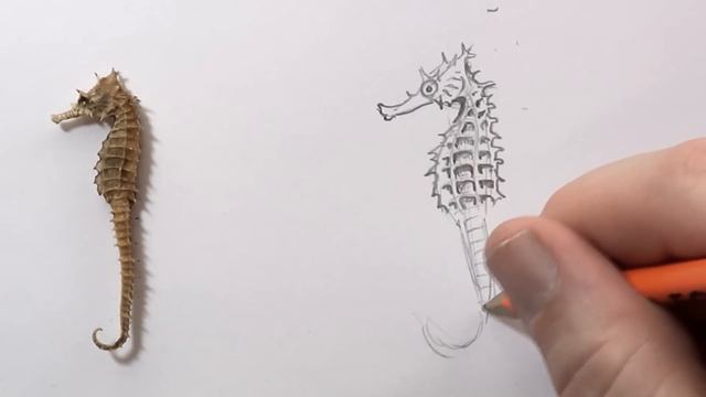 How to Draw a Sea Horse (intermediate) смотреть онлайн