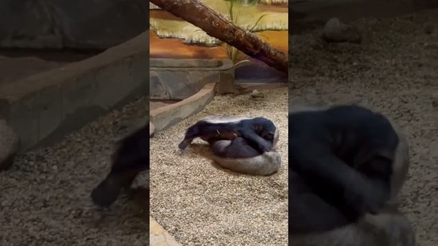 БоИ меДоеДов МосКовсКий зооПарк🦦👀🤣🔥😍👍HONEY EATTER FIGHTS MOSCOW ZOO 🦦👀🤣🔥😍👍 смотреть онлайн