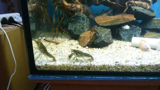 Раковые войны