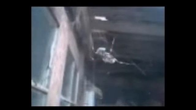 Araña de jardin смотреть онлайн