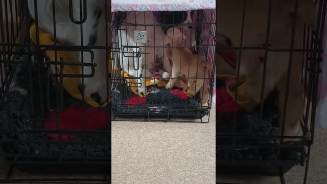 Family Dog Takes Care of Newborn Goat After Mother Dies During Labor смотреть онлайн