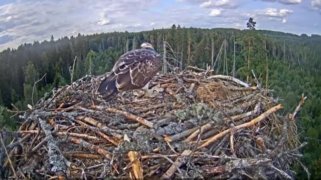 Запись 2021 07 24 22 50 34 835 смотреть онлайн