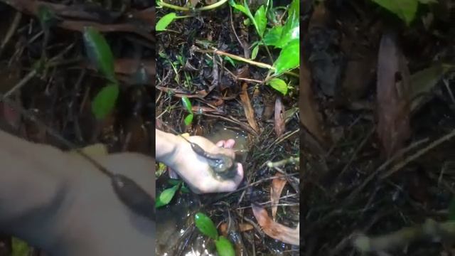 Eel catching,Eel catching and cooking, Eel catching oscar,Eel catching a fish,Eel catching by hand, смотреть онлайн