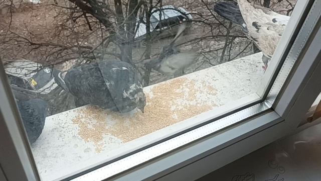 КОРМЛЮ ПТИЧЕК ЗИМОЙ , ГОЛУБИ ДЕРУТСЯ ЗА ЕДУ смотреть онлайн