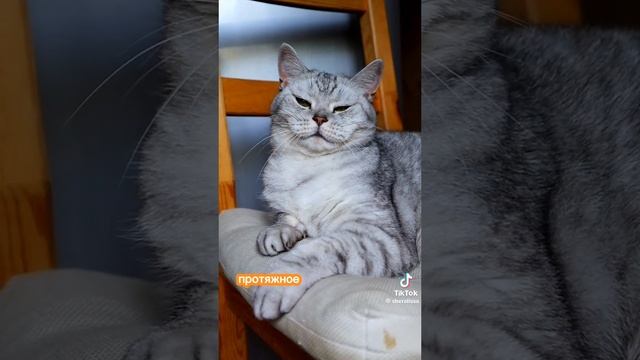 вот для всех у кого есть коты(кошки)