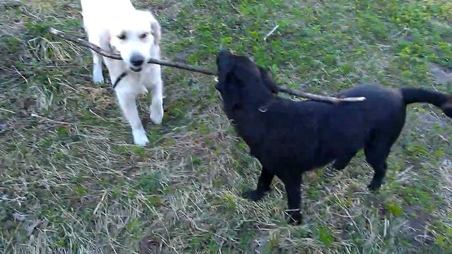 Палка и поклонники смотреть онлайн