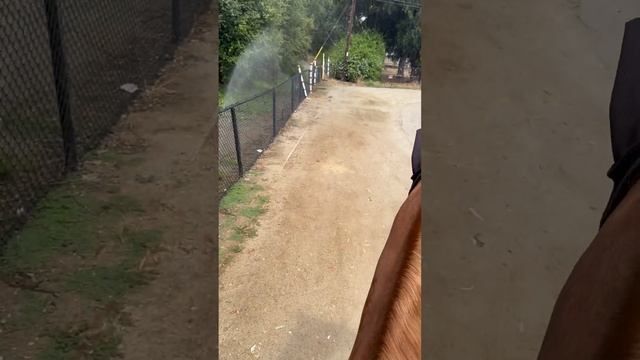 On his way home so no time to spook! 😂 #horse #horseriding #spooky смотреть онлайн