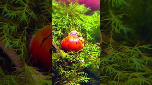 #ShortsУлитка Неретина(Neretina) Moss Foenix Shrimp🦐Креветки 🦐 смотреть онлайн