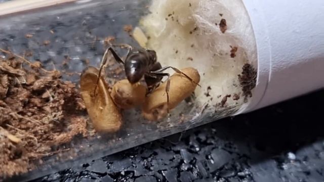 🐜 Pachycondyla Astuta [Ectomomyrmex Astutus] - W Oczekiwaniu Na Pierwsze Robotnice