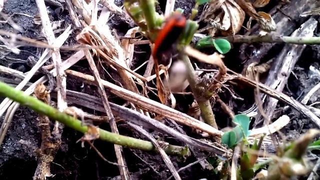 Coccinellidae & Predators: Lady Bird Beetles смотреть онлайн