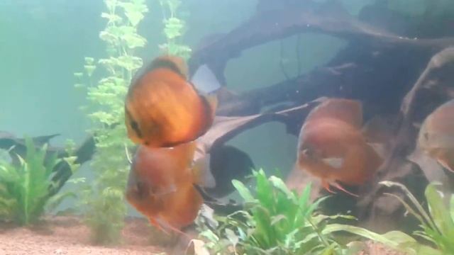 Red cover discus смотреть онлайн