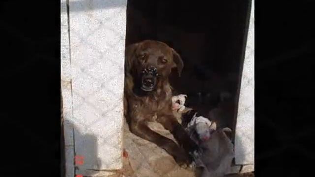 Albergue de Perros - vintage video смотреть онлайн