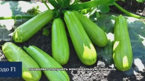Кабачок  Фродо F1 от компании River Seeds