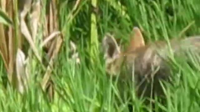 шакал в прудике MVI 2438 смотреть онлайн