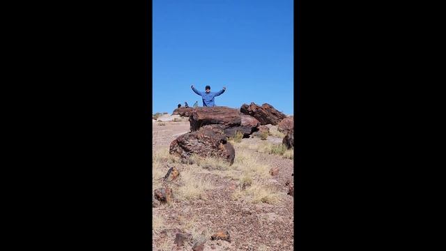 Surprise! Dr. Brian Curtice Pops Up at the Petrified Forest смотреть онлайн