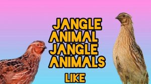 бедана сайраши Bedana makiyon bedana sayrashi Batair ki awaz بٹیر کی آواز