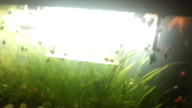Выводок Гуппи смотреть онлайн