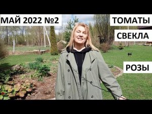 Май 2022 серия №2.  Посадка томатов в теплицу. Посев свеклы в природном земледелии. Розы.