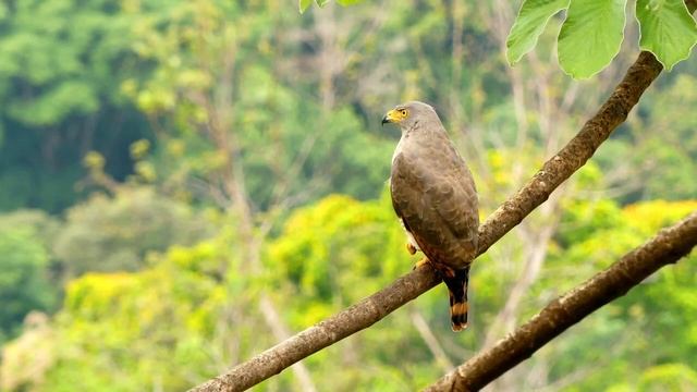 Live camera with a falcon/Прямая камера с соколом смотреть онлайн