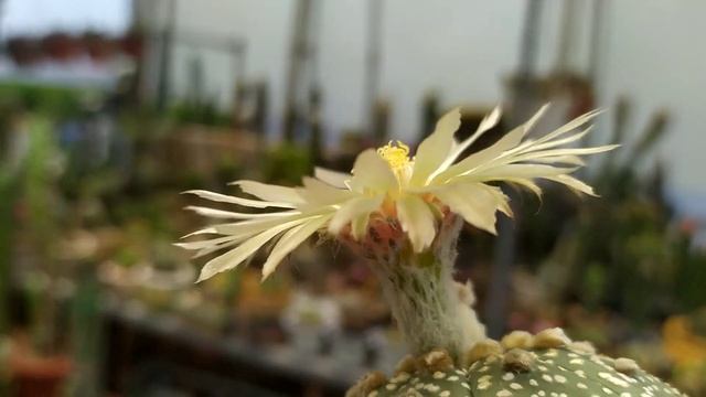 Astrophytum Asterias Cactus Flowers - Nursery LongMinh смотреть онлайн