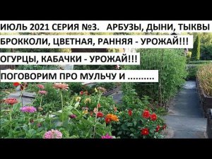 Июль 2021 серия №3. Урожай в июле! Поговорим про мульчу.