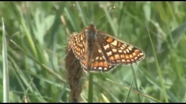 Marsh Fritillary - Patrick Barkham's "Guide To British Butterflies" DVD смотреть онлайн