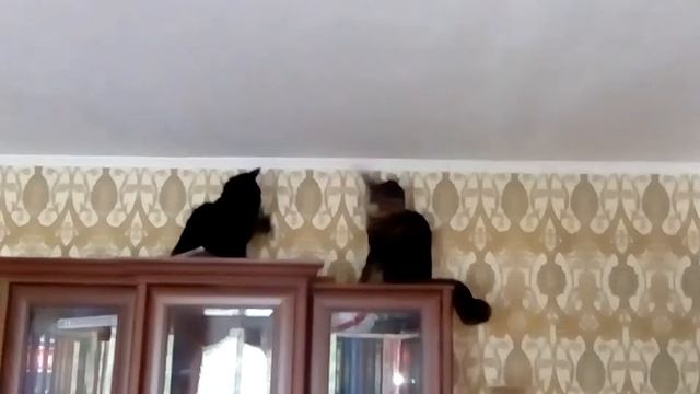 Кошачьи бои смотреть онлайн
