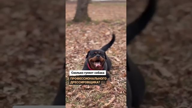СКОЛЬКО ВРЕМЕНИ ГУЛЯТЬ С СОБАКОЙ смотреть онлайн