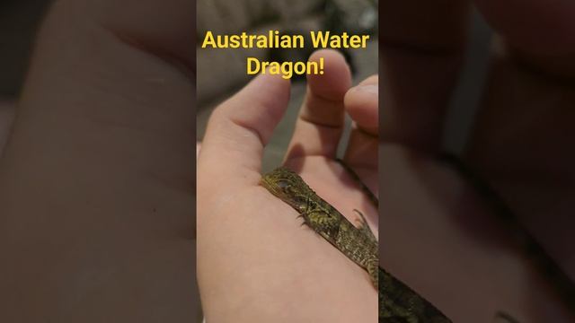 Baby Australian Water Dragon! Check Out My Channel For More!!! смотреть онлайн