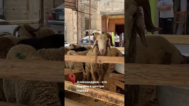 Я афигела когда увидела😂. Египет, Александрия июнь 2023 смотреть онлайн