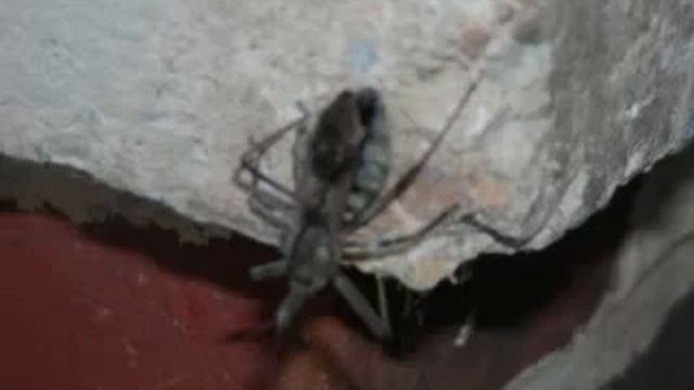 What is it? Episode 1: Odd Bug смотреть онлайн