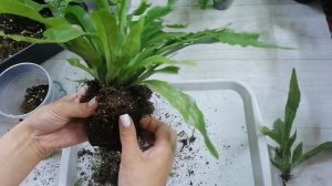 Пересадки папоротника часть 2, Микросорум Крокодил