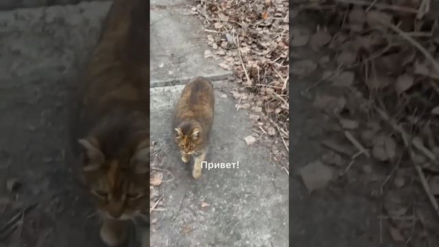 Всех с Днём кошек!!! А нас ещё и с возвращением Ласкуши после недельного отсутствия! смотреть онлайн