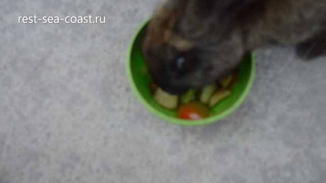 Свиньи и кролик в контактном парке Голубицкой смотреть онлайн