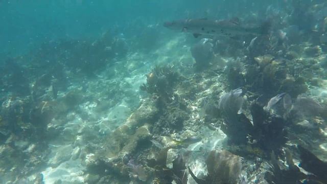 Alligator Reef snorkeling смотреть онлайн