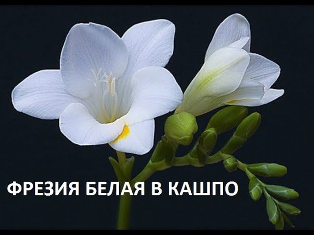 Фрезия в кашпо. смотреть онлайн