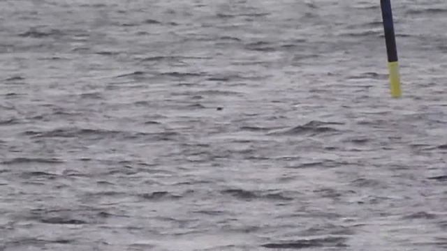 Jääkuikka Gavia adamsii Helsinki Finland 11.1.2020 смотреть онлайн