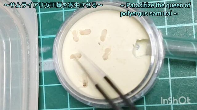 【アリ飼育】#103 サムライアリ女王蟻【奴隷狩り】Polyergus samurai queen ants [slave hunting] смотреть онлайн