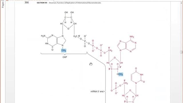 Nucleic Acid structure and Function II BY Dr. Amir Jalal смотреть онлайн