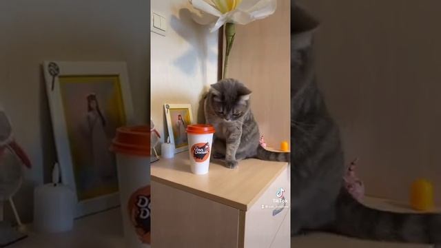 Приколы с кошками 🙂🙃 домашние животные 🐈⬛🐈 коты и кошечки смотреть онлайн