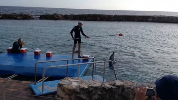 CURACAO DOLPHIN ACADEMY: DOLPHIN SHOW | TRAINING TECHNIQUES