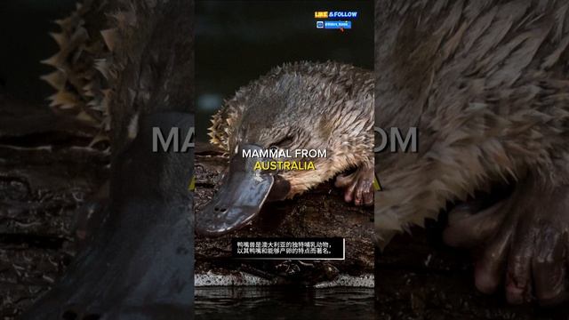 Platypus 鸭嘴兽 (Yāzuǐshòu) #platypus #short #shorts #animals смотреть онлайн