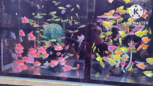 Аквариумные рыбки😍 смотреть онлайн